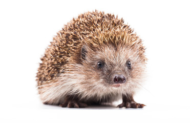 wild hedgehog isolated on white