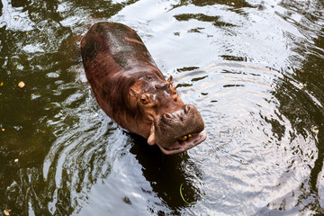 Hippopotamus standing in water © criminalatt