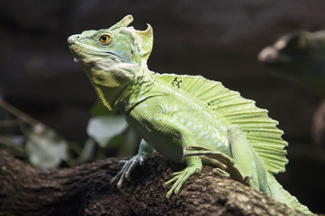 crested lizard green dragon