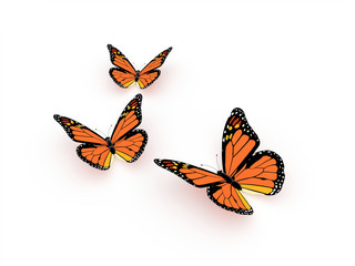 Butterfly orange render isolated