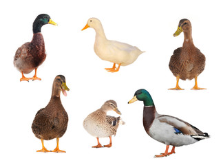 wild duck