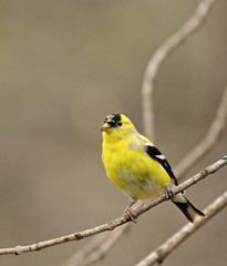 American Goldfinch, Carduelis tristis