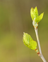 Spring Leaves Sprouting