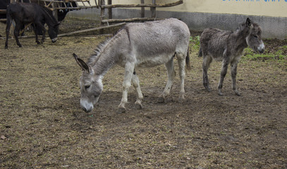 donkey