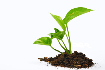 young plant