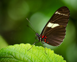 Macro image of Doris Longwing butterfly (Heliconius Doris)