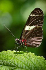 Macro image of Doris Longwing butterfly (Heliconius Doris)