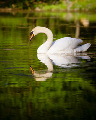 Swan swimming in mountain lake during spring