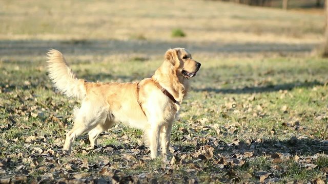 Golden retriever annusa e corre