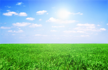 Obraz premium Field of grass and perfect sky
