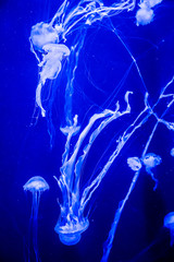Beautiful jellyfish moving slowly in aquarium in Dubai