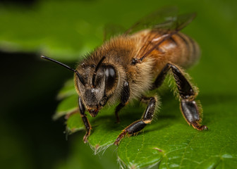 Honeybee Worker on a Leaf