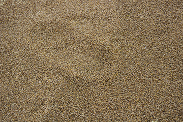 agro seeds carpet