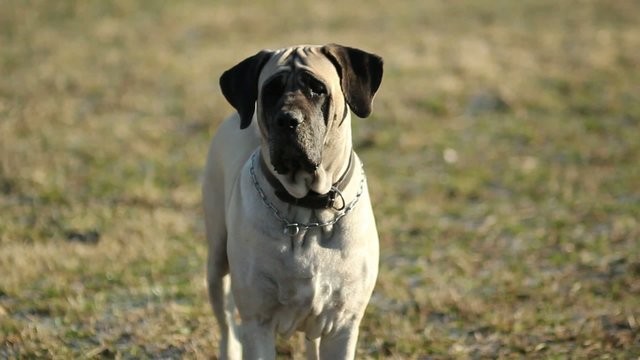 English Mastiff guarda attento