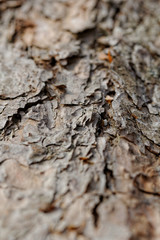 bark of pine tree