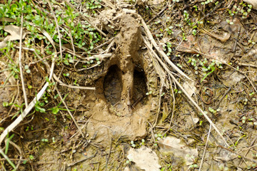 wild boar footprints