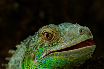 portrait about a green iguana