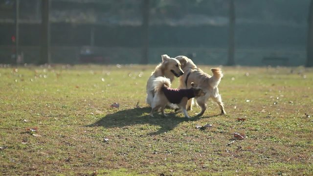 Tre cani giocano al parco