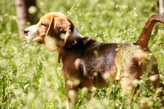 Little beagle puppy First Hunting in the high grass