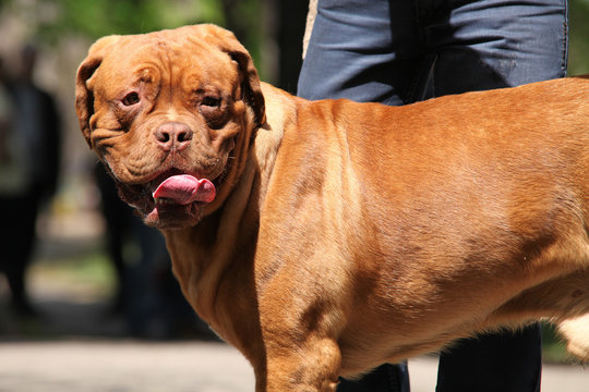 Portrait of Dogue de Bordeaux dog