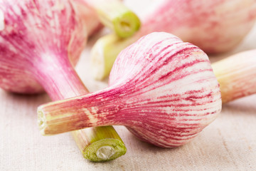 garlic closeup