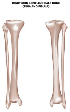 shin bone and calf bone (tibia and fibula)