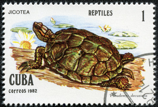 stamp printed in Cuba shows Pseudemys decussata