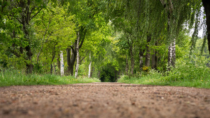 Weg führt durch grünen Wald