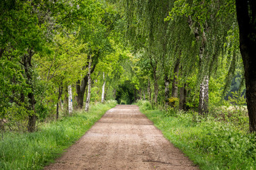 Fototapeta na wymiar Weg führt durch grünen Wald