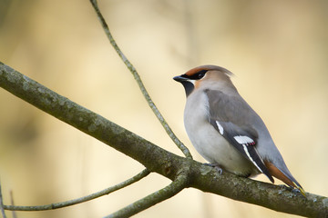 Bohemian Waxwing bird specie Bombycilla garrulus in migration