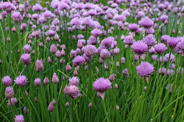 Chives (Allium schoenoprasum)