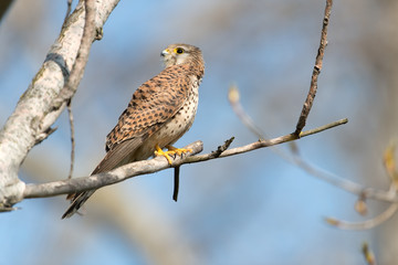 Turmfalke, Common Kestrel, Falco tinnunculus