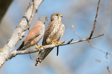 Turmfalke, Common Kestrel, Falco tinnunculus