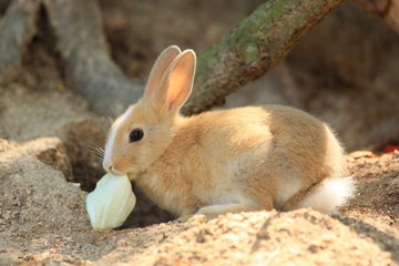 うさぎ
