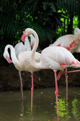 Greater Flamingo (Phoenicopterus roseus)