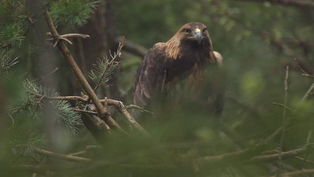 Steinadler