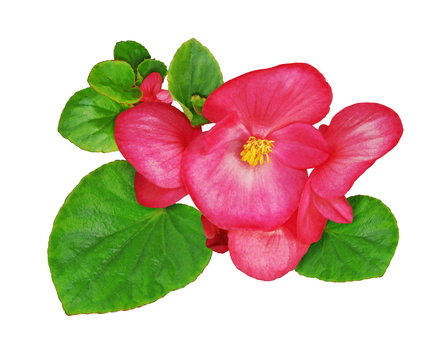 Fleur de b&eacute;gonia