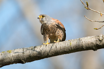 Turmfalke, Common Kestrel, Falco tinnunculus