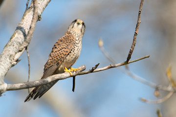 Turmfalke, Common Kestrel, Falco tinnunculus