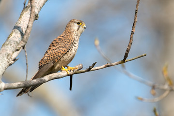 Turmfalke, Common Kestrel, Falco tinnunculus