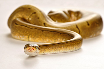 Regius Dorada Frontal