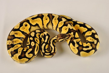 Pit&oacute;n Regius Doarada