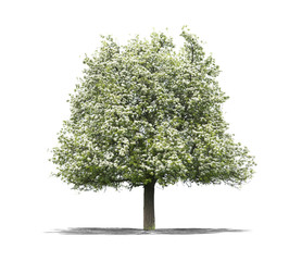 arbre sur fond blanc