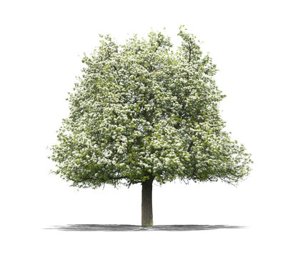 arbre sur fond blanc