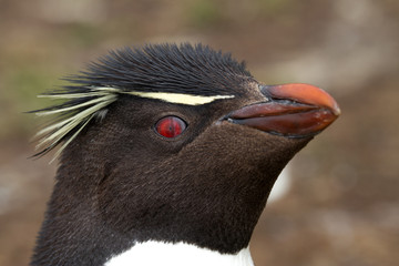 Rockhopper Penguin closeup