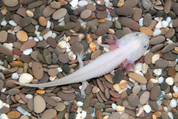 Axolotl (Ambystoma mexicanum)