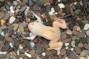Xenopus laevis (African clawed frog)