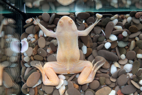Xenopus laevis (African clawed frog)