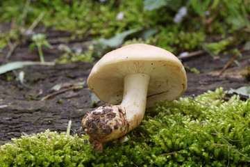 champignon
