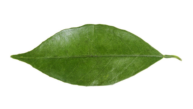 leaf of orange